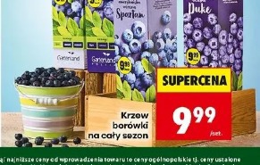 Krzew borówki na cały sezon