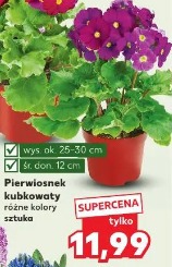 Pierwiosnek kubkowaty różne kolory