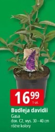 Budleja davidii Gasa