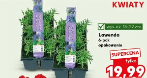 Lawenda 6-pak opakowanie