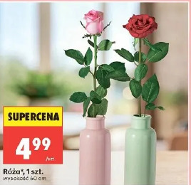 Róża