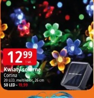 Kwiaty solarne Cortina