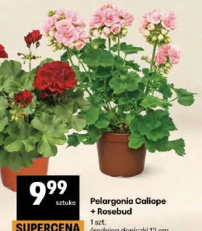 Pelargonia Caliope + Rosebud