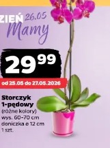 Storczyk 1-pędowy