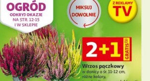 Wrzos pączkowy