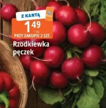 Rzodkiewka pęczek