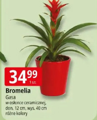 Bromelia Gasa