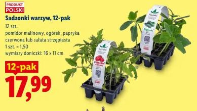 Sadzonki warzyw, 12-pak