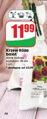 Krzew Róża balot