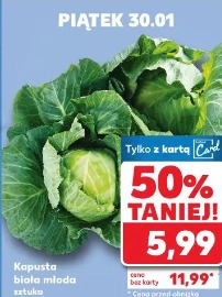 Kapusta biała młoda