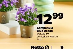 Campanula Blue Ocean