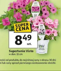 Supertunia Vista