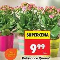 Kalanchoe Queen