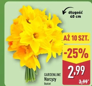 Gardenline Narcyzy