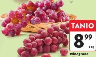 Winogrono różowe Red Globe