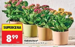 Kalanchoe
