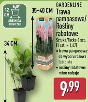 Gardenline Trawa pampasowa/Rośliny rabatowe