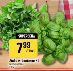 Zioła w doniczce XL