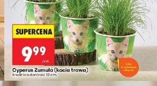 Cyperus Zumula (kocia trawa)