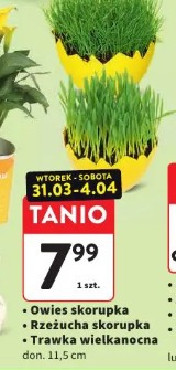 Owies skorupka/Rzeżucha skorupka/Trawka wielkanocna