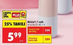 Róża, 1 szt.