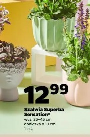 Szałwia Superba Sensation