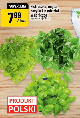 Pietruszka, mięta, bazylia lub mix ziół w doniczce