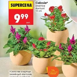 Celosia