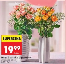 Róża 9 sztuk z gipsówką