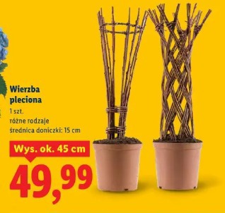Wierzba pleciona