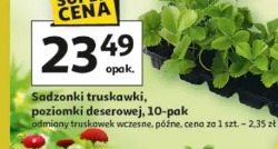 Sadzonki truskawki, poziomki deserowej, 10-pak