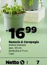 Senecio & Ceropegia