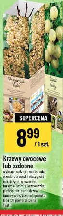 Krzewy owocowe lub ozdobne