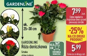 Gardenline Róża doniczkowa