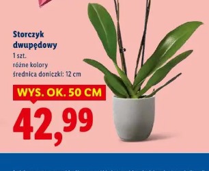 Storczyk dwupędowy