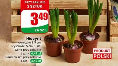 Hiacynt doniczka 8,5 cm