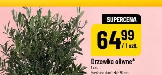 Drzewko oliwne