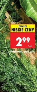 Koperek pęczek