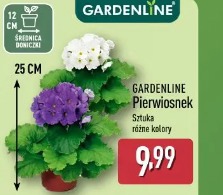 Gardenline Pierwiosnek