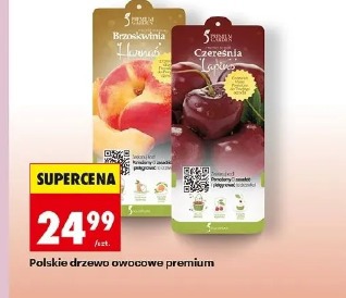 Polskie drzewo owocowe premium