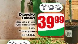 Drzewko Oliwka