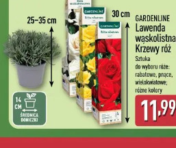 GARDENLINE Lawenda wąskolistna/Krzew róż