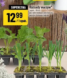 Rozsady warzyw