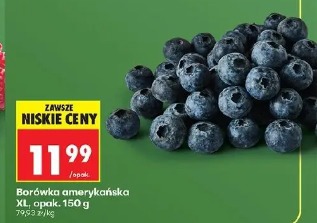 Borówka amerykańska XL