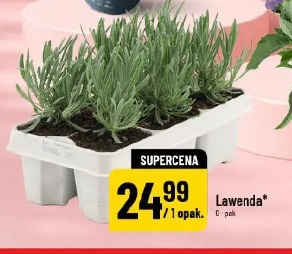 Lawenda