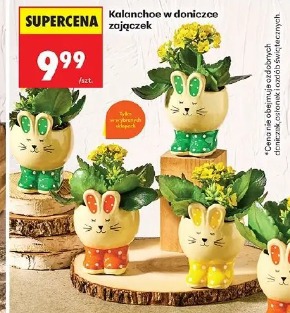 Kalanchoe w doniczce zajączek