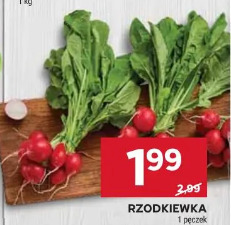 Rzodkiewka