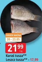 Karaś tusza Leszcz tusza