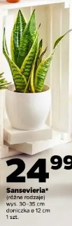 Sansevieria