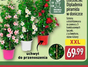 Gardenline Dipladenia piramida w doniczce